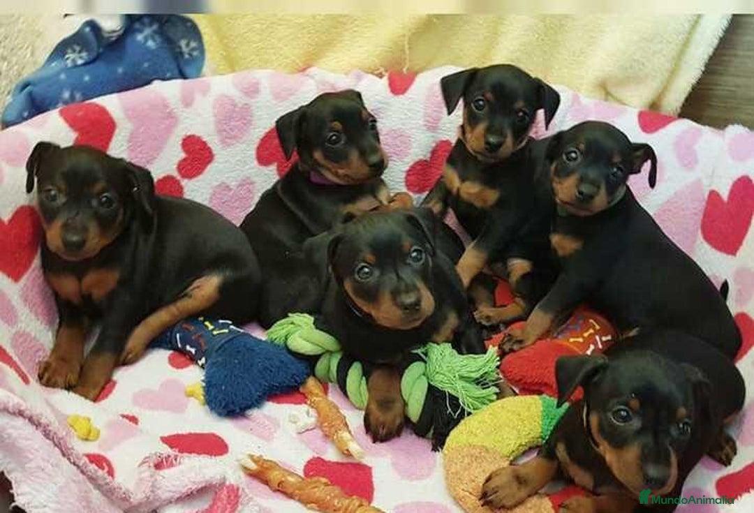 Pinscher Miniatura perros en venta: minipincher  - Anuncio 2