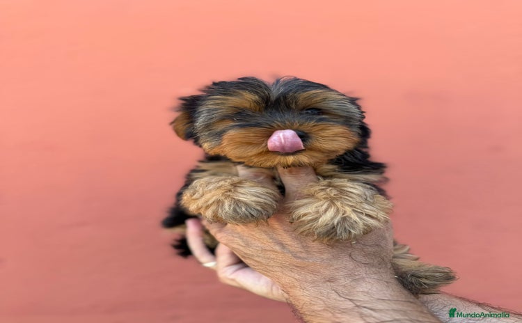 Yorkshire Terrier perros - Anuncio 3