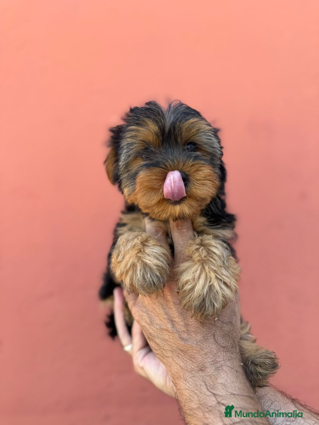 Yorkshire Terrier perros en venta: Yorkshire  - Imagen 1