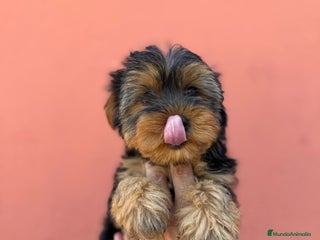 Yorkshire Terrier perros - Anuncio 2