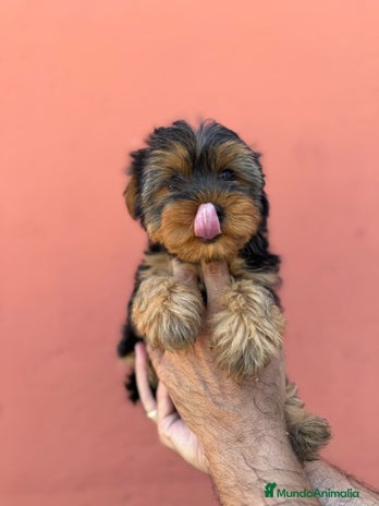 Yorkshire Terrier perros - Anuncio 19