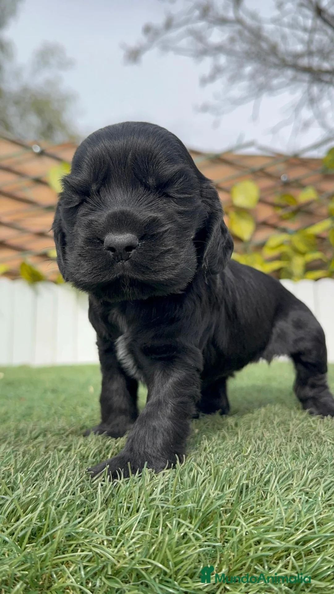 Cocker Spaniel Inglés perros en venta: COCKER HEMBRA - Anuncio 15