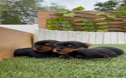 Yorkshire Terrier perros en venta: YORKSHIRE TERRIER MACHOS - Imagen 4