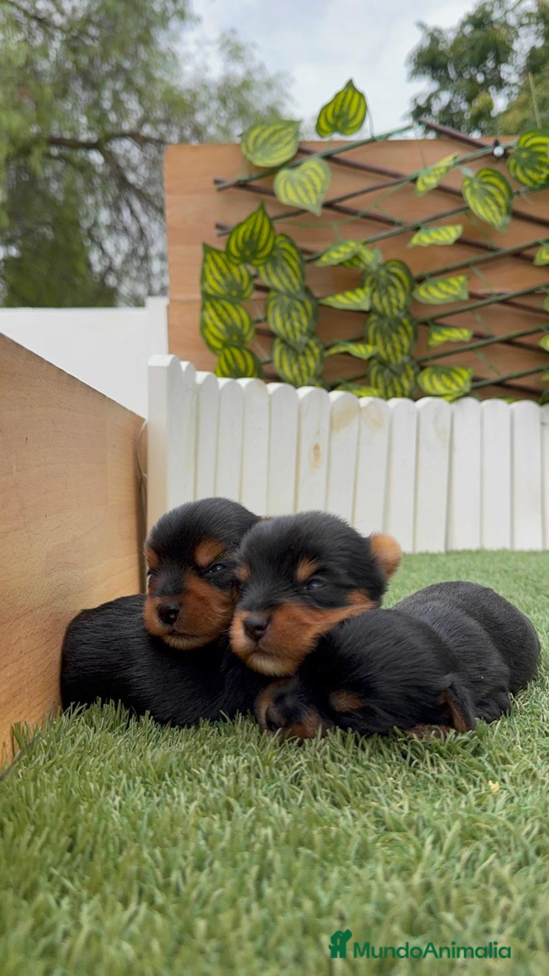 Yorkshire Terrier perros en venta: YORKSHIRE TERRIER MACHOS - Imagen 4