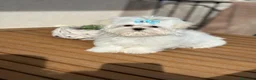 Bichón Maltés perros en venta: Bichon maltés!!! - Anuncio 3