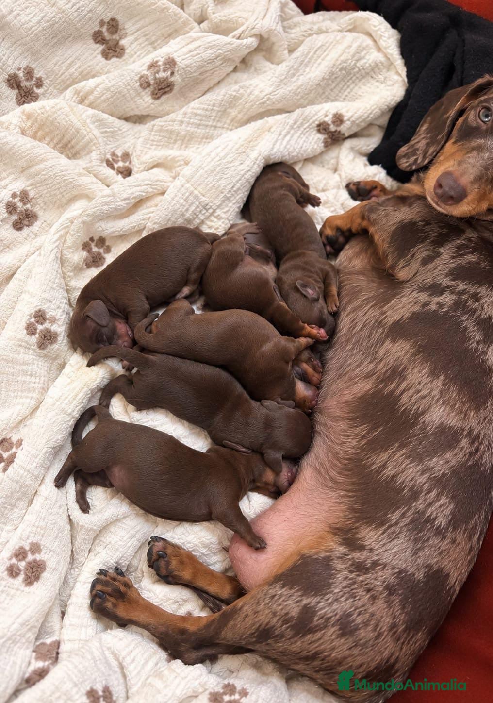 Teckel Miniatura perros PRECIOSO TECKEL KANINCHEN CHOCOLATE! 🐶🤎 - Anuncio 1