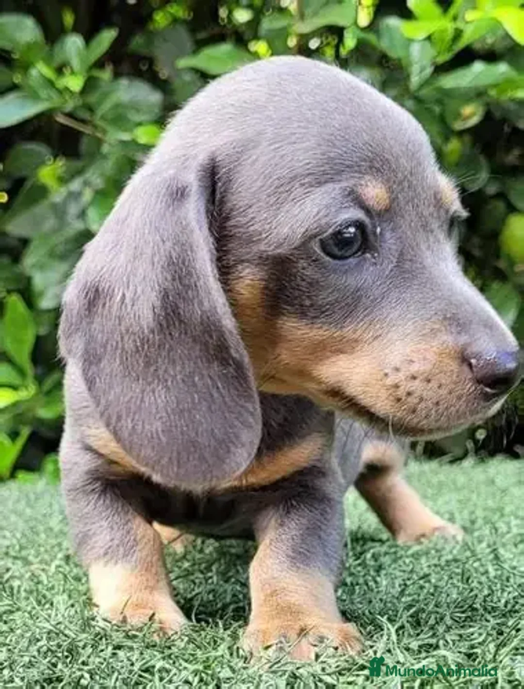 Teckel Miniatura perros en venta: CACHORRO TECKEL BLUE, ULTIMO MACHO - Anuncio 3