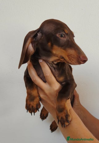 Teckel Miniatura perros - Anuncio 2