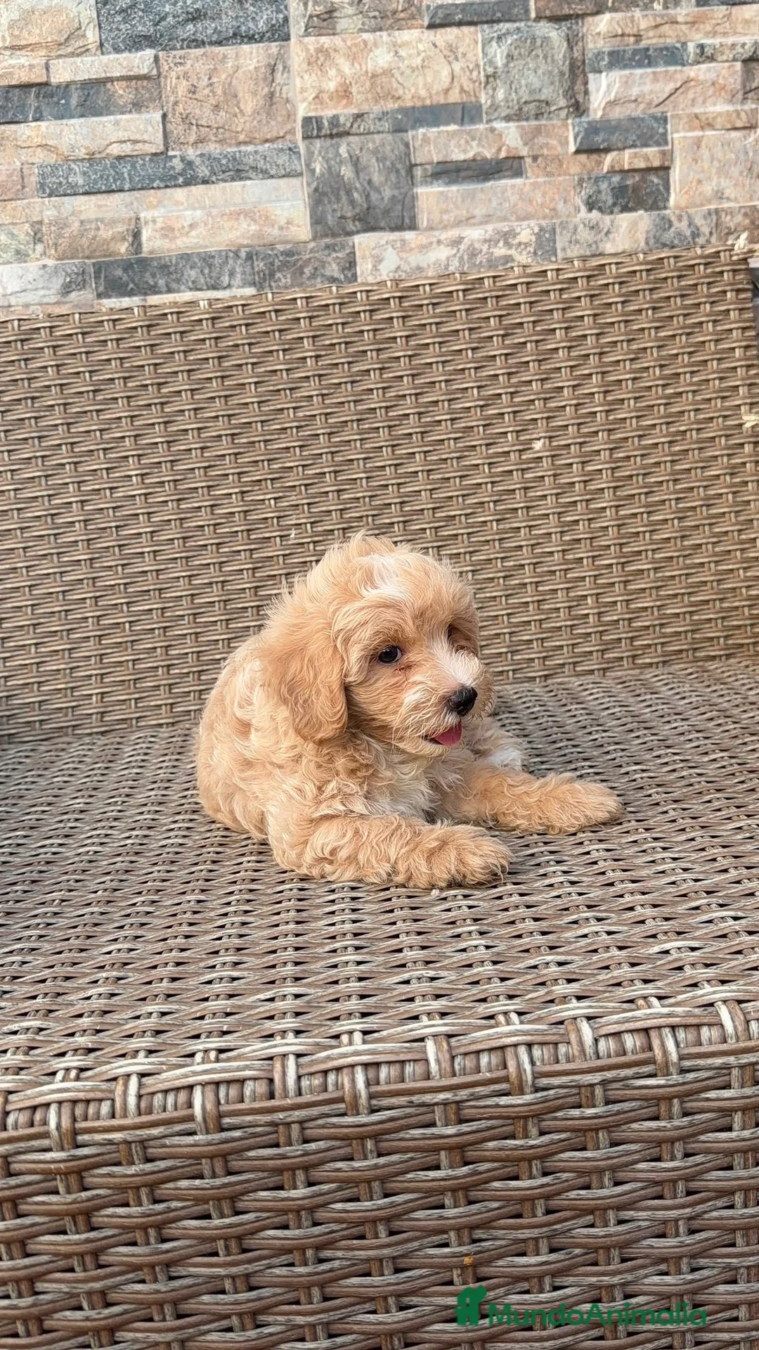 Maltipoo perros en venta: Maltipoo - Anuncio 2