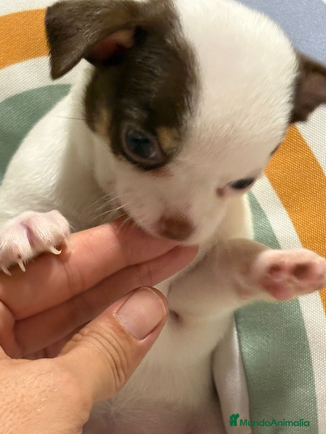 Chihuahua perros en venta: Exclusivos chihuahuas rusos - Imagen 29