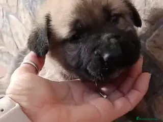 Mastín Español perros Mastín macho disponible - Anuncio 1