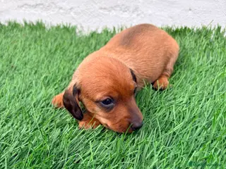 Teckel Miniatura perros Teckel miniatura rojizo - Anuncio 2