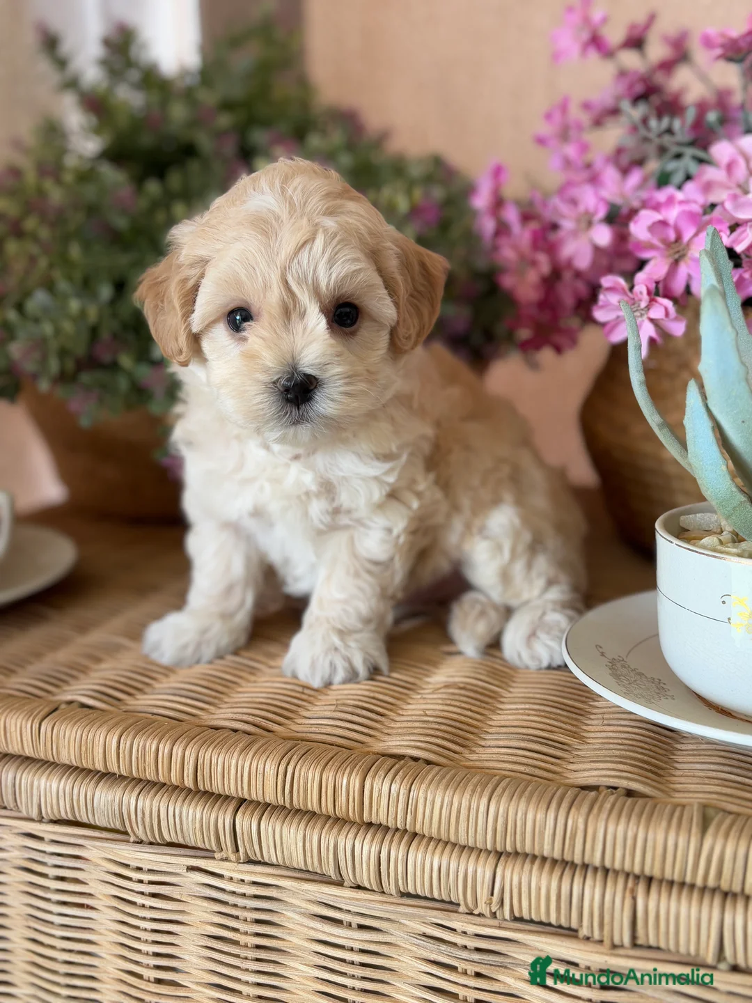 Maltipoo perros en venta: Maltipoo Hembra muy bonita !!!! - Anuncio 4