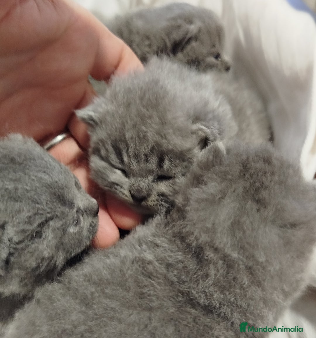 Británico de Pelo Corto gatos en venta: British Shorthair azules  - Anuncio 2