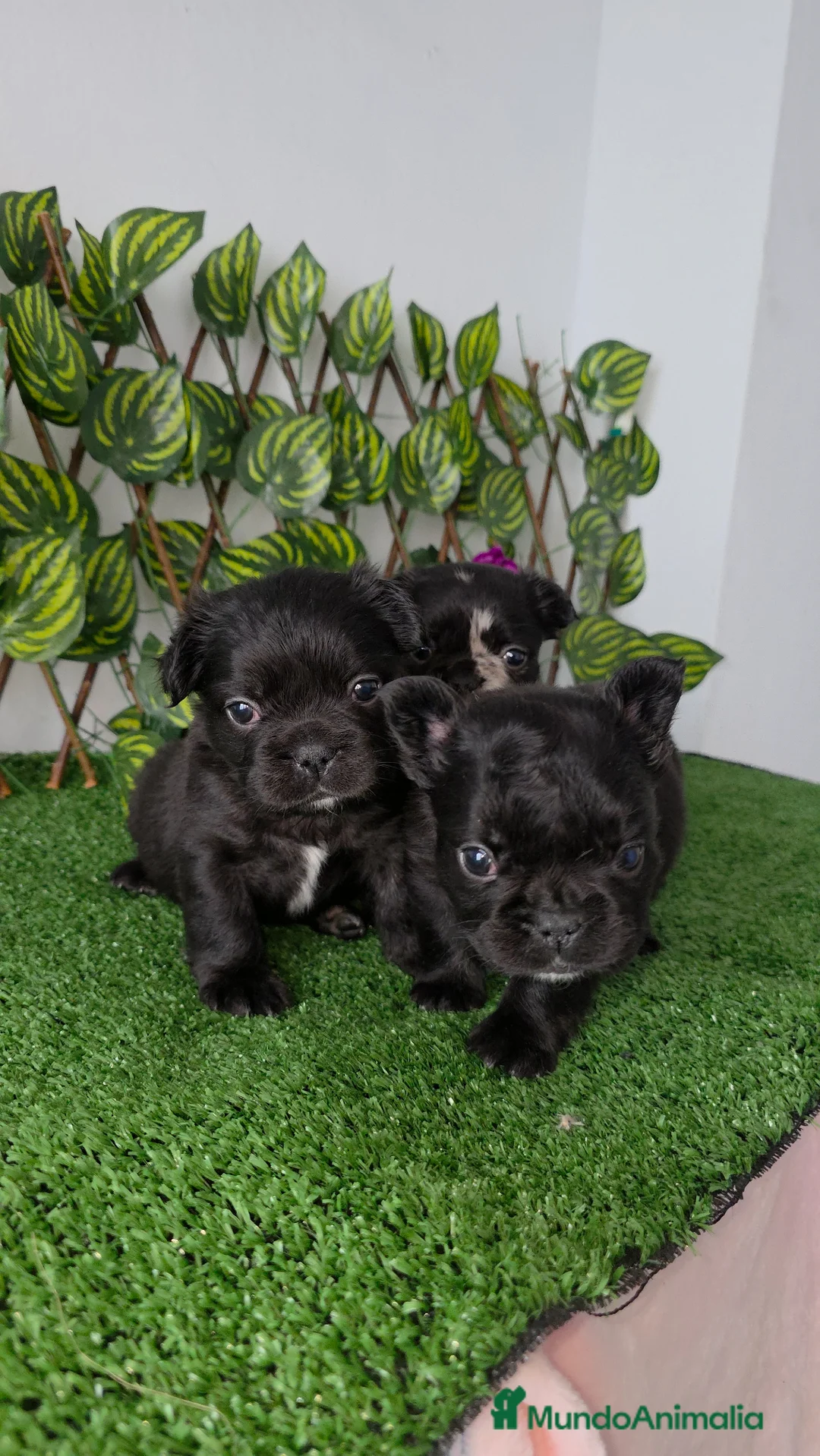 Bulldog Francés perros en venta: Bulldog francés  - Anuncio 2
