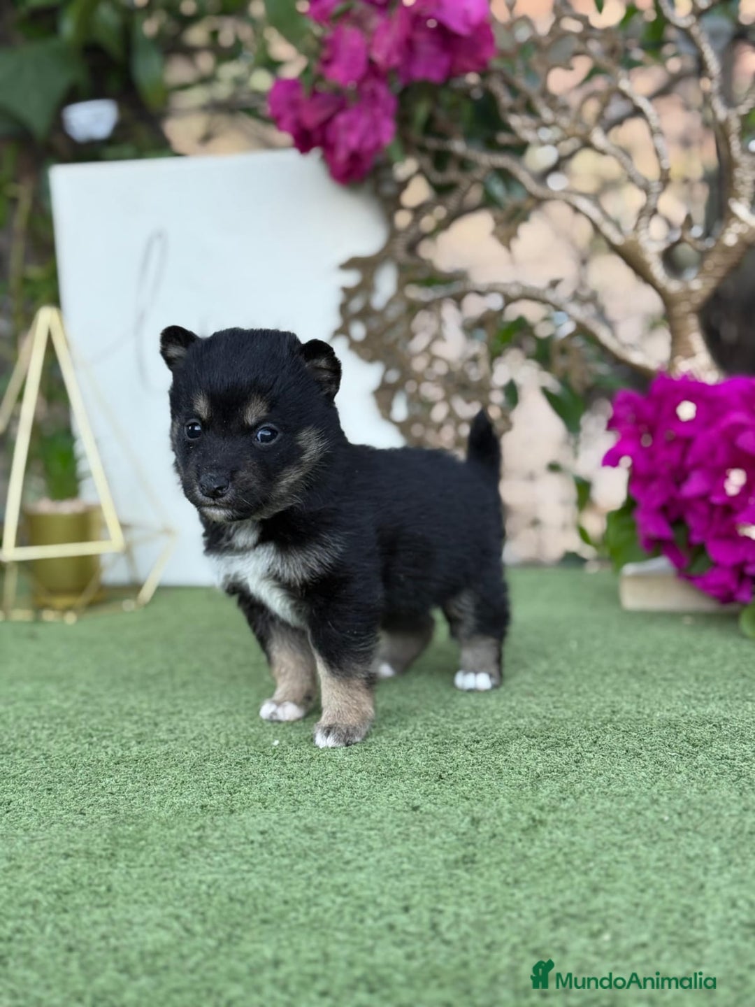 Shiba Inu perros en venta: Shiba Inu rojos y negros  - Imagen 4