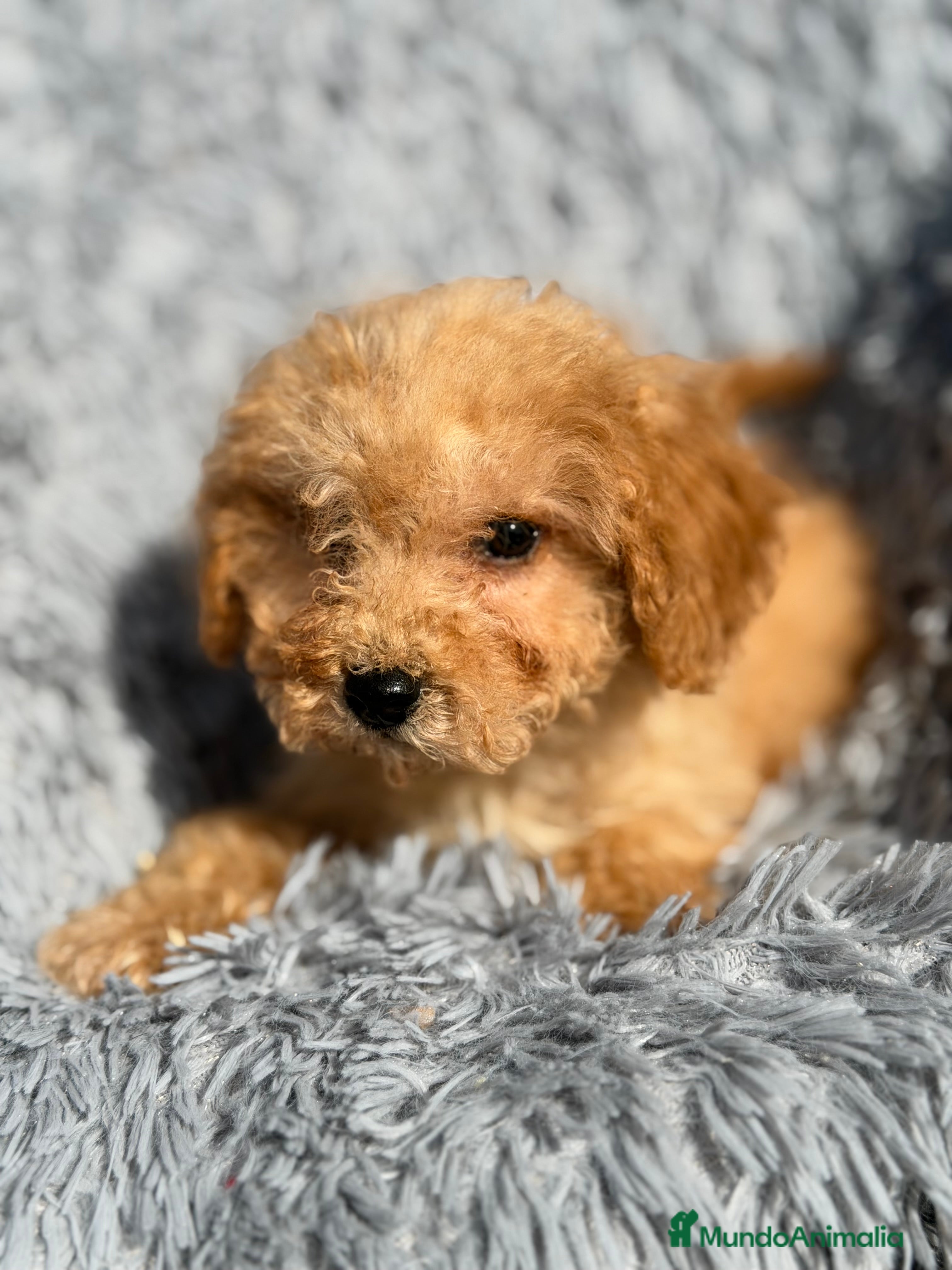 Maltipoo perros Maltipoo Toy Apricot  - Anuncio 1