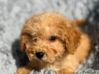 Maltipoo perros Maltipoo Toy Apricot - Anuncio 1