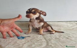 Chihuahua perros en venta: Chihuahua macho bicolor  - Imagen 3