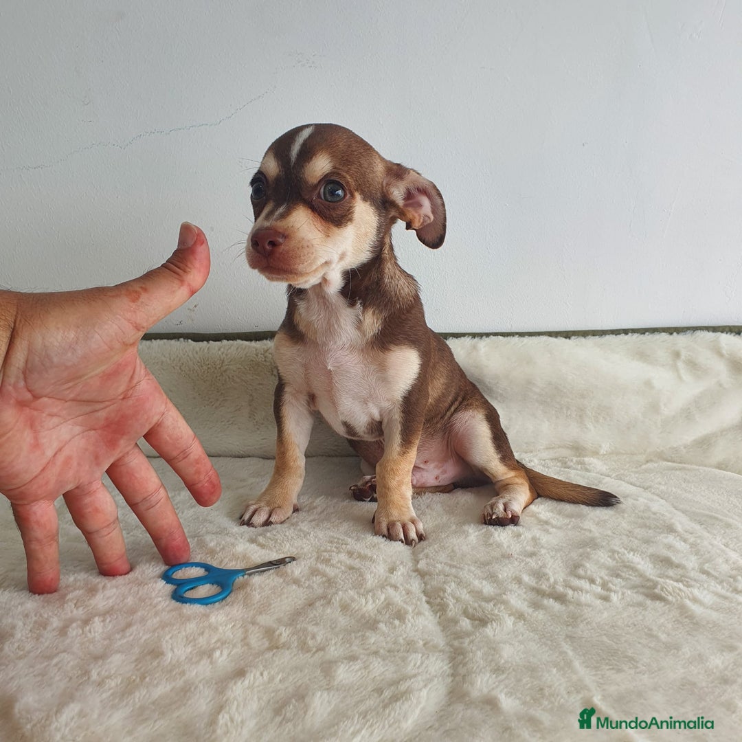 Chihuahua perros en venta: Chihuahua macho bicolor  - Imagen 3