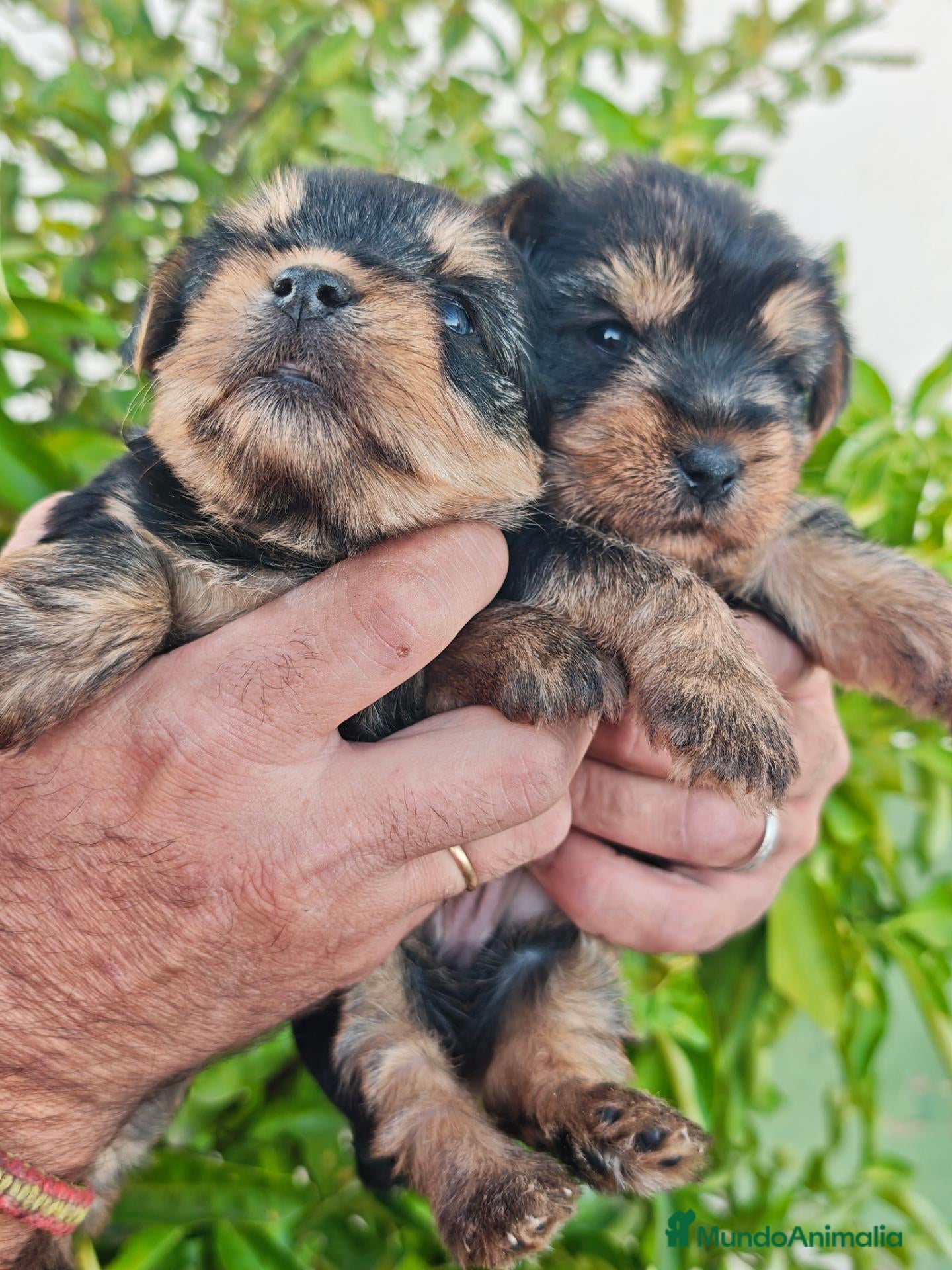 Yorkshire Terrier perros Precisos yorkshire  - Anuncio 1