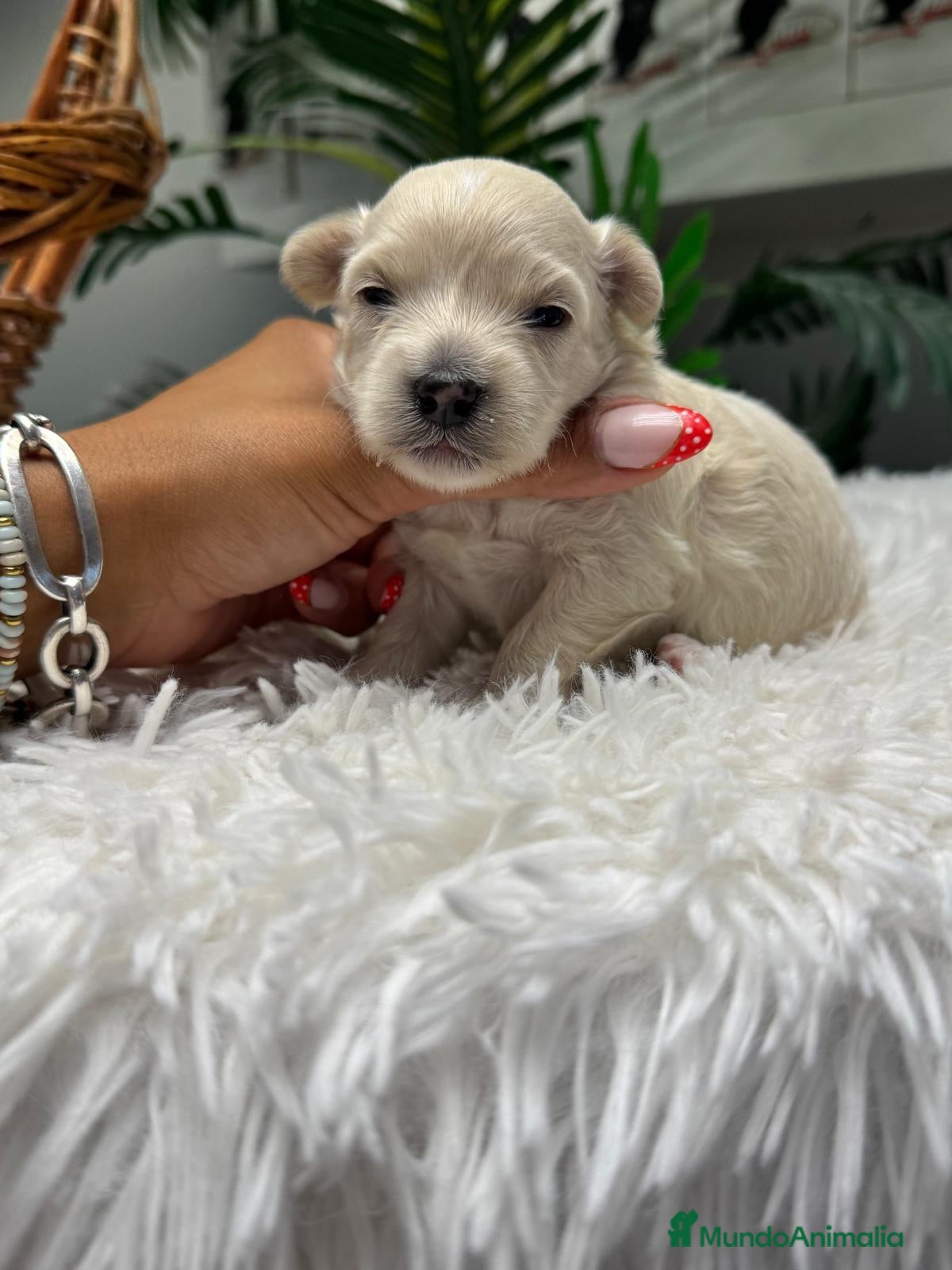 Maltipoo perros MALTIPOO HEMBRA - Anuncio 23
