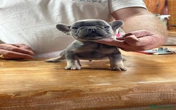 Bulldog Francés perros en venta: Excelentes Bulldog Frances - Imagen 1