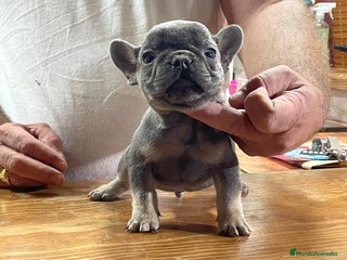 Bulldog Francés perros - Anuncio 1