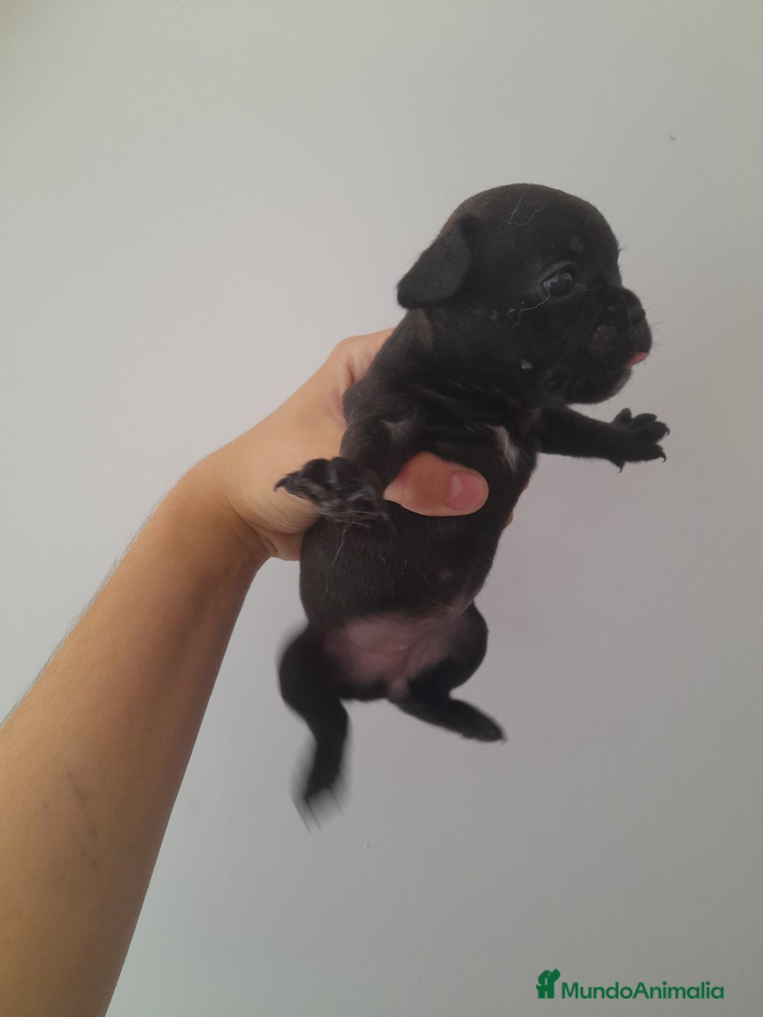 Bulldog Francés perros en venta: Camada de Bulldog Francés - Imagen 5