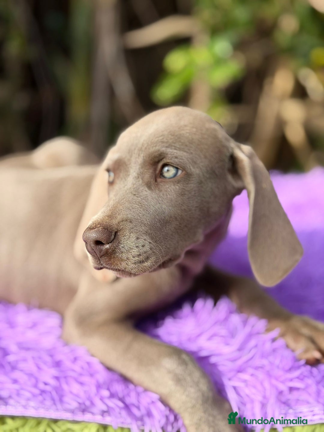 Weimaraner perros en venta: WEIMANARER DISPONIBLES - Anuncio 5