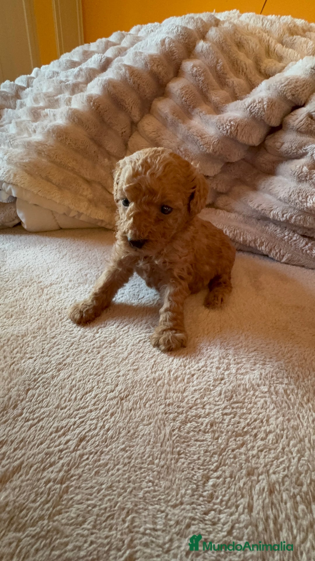 Caniche Toy perros en venta: Precioso cachorro Caniche Toy Rojo - Anuncio 11