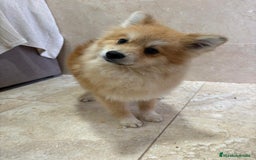 Pomerania perros en venta: OPORTUNIDAD Spitz pomerania  - Anuncio 5
