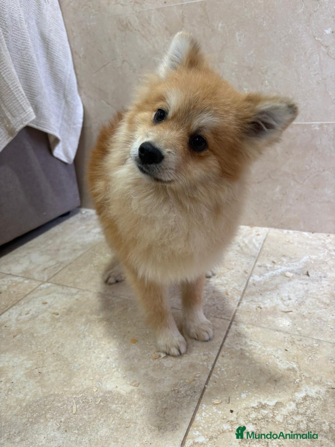 Pomerania perros en venta: OPORTUNIDAD Spitz pomerania  - Anuncio 5