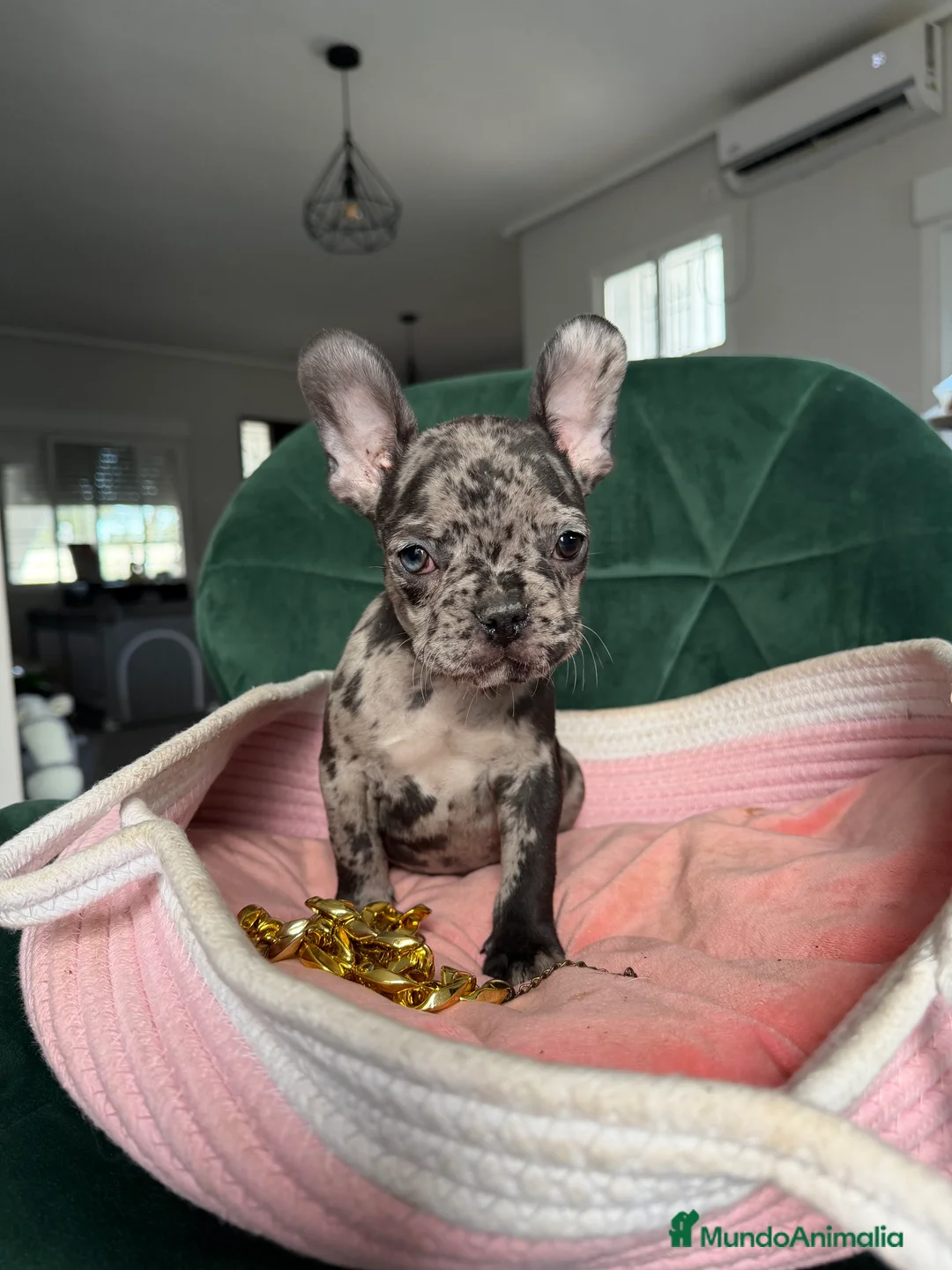 Bulldog Francés perros en venta: Bulldog francés ! Espectaculares  - Anuncio 3