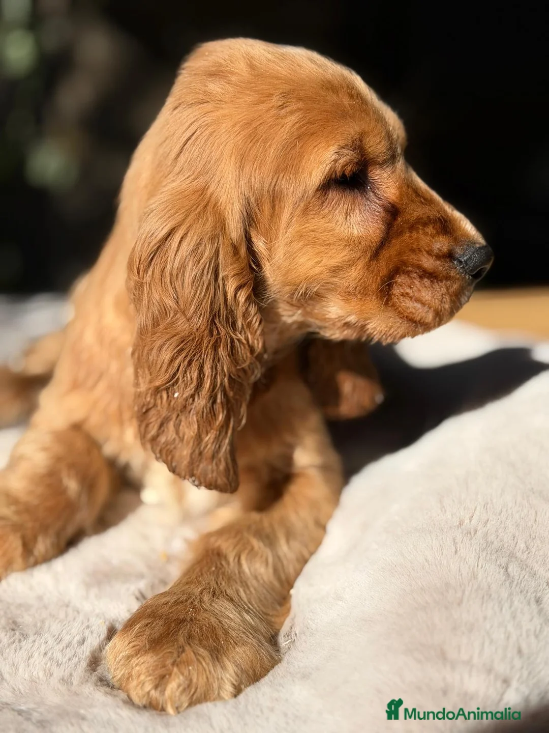 Cocker Spaniel Inglés perros en venta: COCKER SPANIEL INGLES DORADO - Anuncio 3