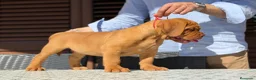Dogo de Burdeos perros en venta: Precioso Dogo de Burdeos con super pedigree - Anuncio 3