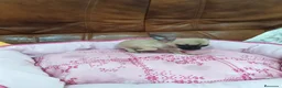 Chihuahua perros en venta: CHIHUAHUA TOY  - Anuncio 3
