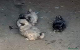 Shih Tzu perros en venta: SHIH TZU  - Imagen 5