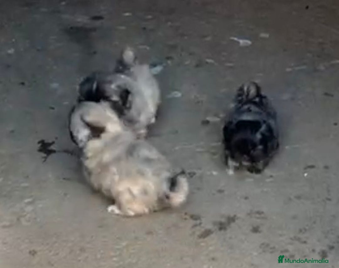 Shih Tzu perros en venta: SHIH TZU  - Imagen 5