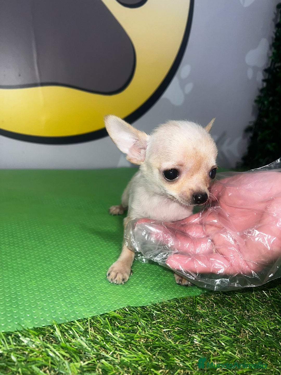 Chihuahua perros en venta: CHIHUAHUA TOY  - Imagen 2