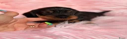 Teckel Miniatura perros en venta: Teckel pelo duro miniatura  - Anuncio 15