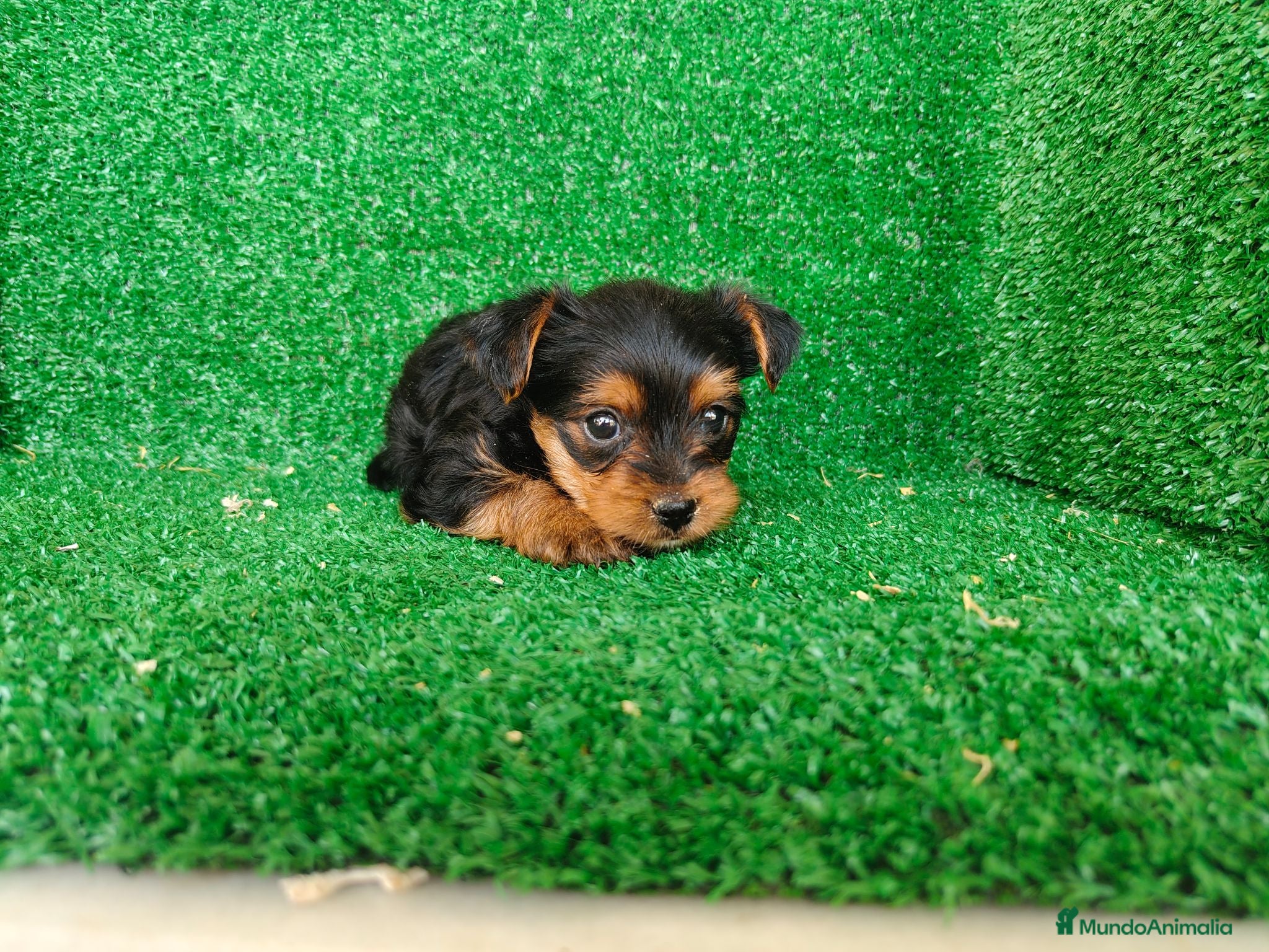 Yorkshire Terrier perros Yorkshire terrier - Anuncio 1