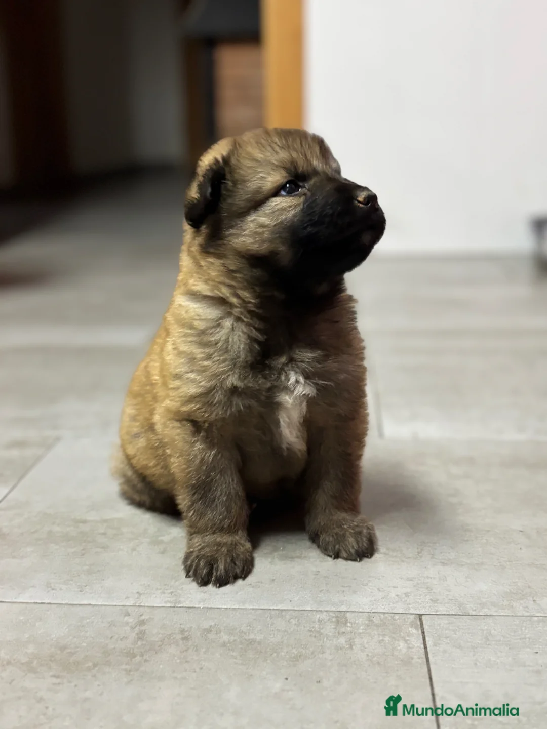 Pastor del Cáucaso perros en venta: Pastor del caucaso macho🩵🐾🐶 en Alicante - Anuncio 5