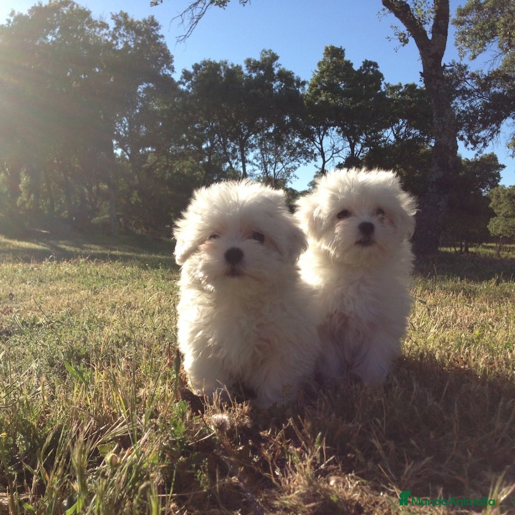 Bichón Maltés perros Bichon maltes toy en Madrid - Anuncio 27