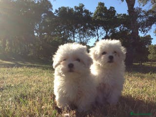 Bichón Maltés perros Bichon maltes toy en Madrid - Anuncio 26