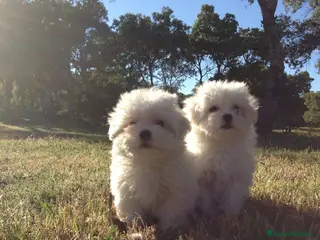 Bichón Maltés perros Bichon maltes toy en Madrid - Anuncio 17