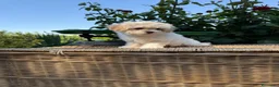Maltipoo perros en venta: Maltipoo toy hembra fotos actuales  - Anuncio 6