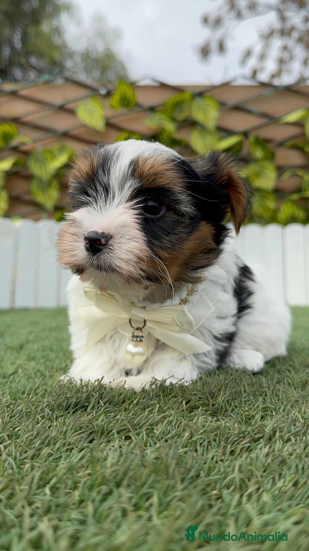 Yorkshire Terrier perros en venta: YORKSHIRE BIEWER - Anuncio 8