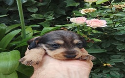 Teckel perros en venta: Teckel de pelo duro. - Imagen 7