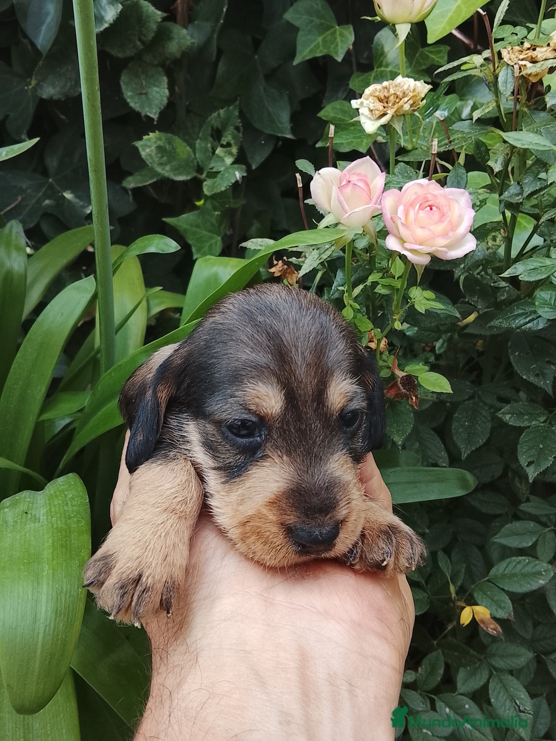 Teckel perros en venta: Teckel de pelo duro. - Imagen 7